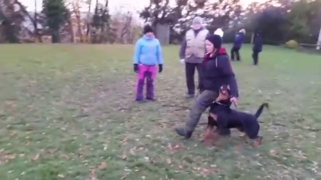 Arriva obedience @17 month смотреть онлайн