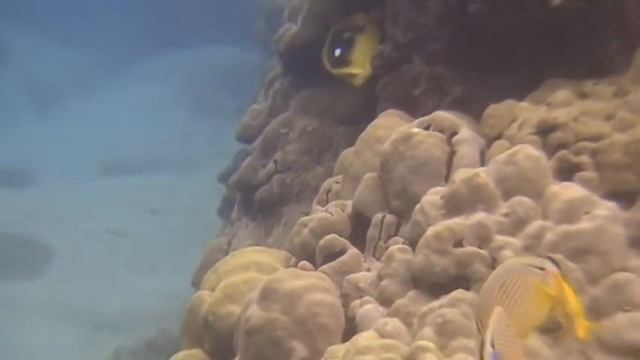 Kona 2011  Oval Butterflyfish