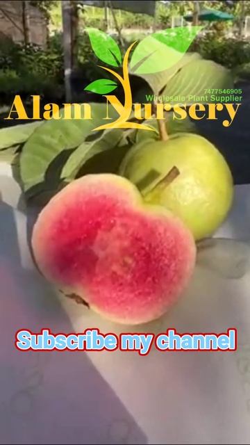 Red Diamond guava plants Available Contact me for sale in All india wholesale Supplyar смотреть онлайн