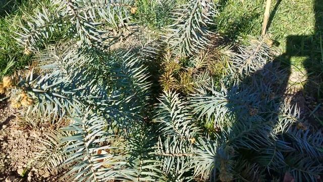 Chinese Fir (cunninghamia Lanceolata) Varieties, Growing Strategies, And Observations.