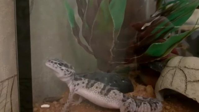 милота скажите