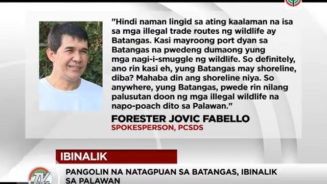 Pangolin na natagpuan sa Batangas, ibinalik sa Palawan | TV Patrol Palawan смотреть онлайн