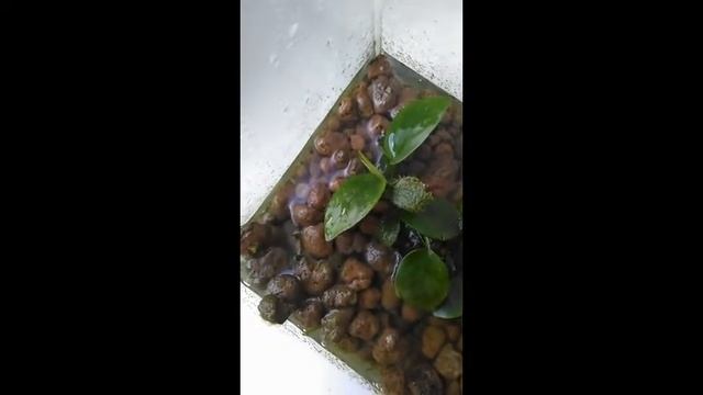 Что с растениями 2? смотреть онлайн