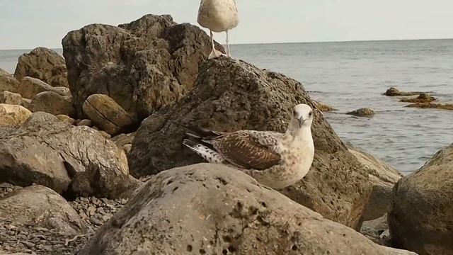 Чайки на тропе Голицына. смотреть онлайн
