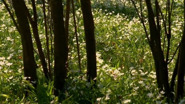 Eine Frühlingsgartenreise mit Dr. Christian Berg смотреть онлайн