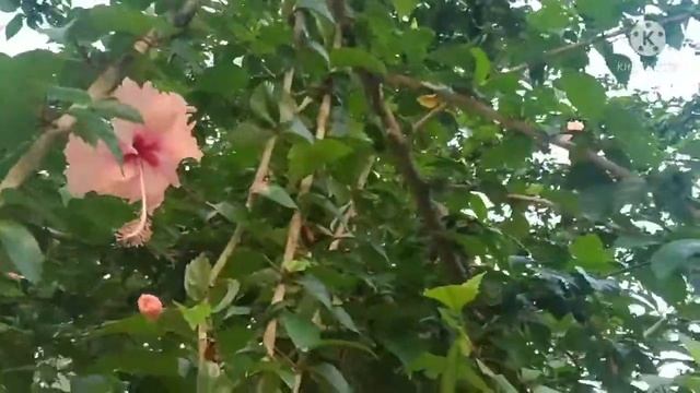 Peach Hibiscus смотреть онлайн