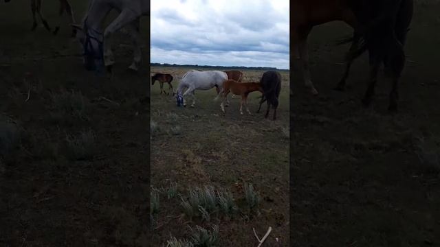 идеальная погода для лошадей смотреть онлайн