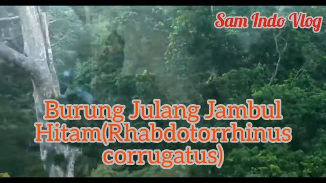 KEINDAHAN ALAM BORNEO DENGAN BURUNG JULANG JAMBUL HITAM смотреть онлайн