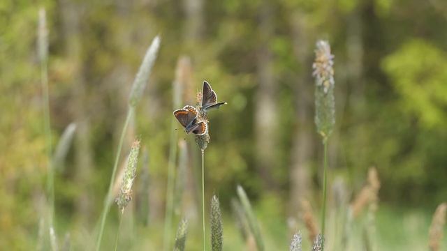 Bruin blauwtje in het Bentwoud (Aricia agestis) смотреть онлайн