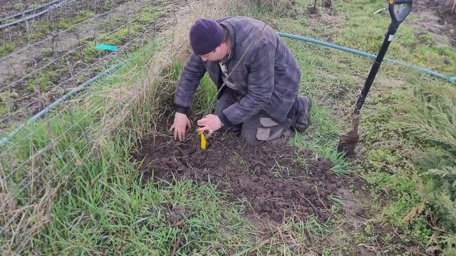 Посадка груші, як ми робимо. смотреть онлайн