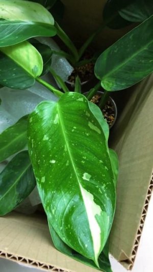 КОМНАТНЫЕ РАСТЕНИЯ ОТПРАВЛЯЮ ФИЛОДЕНДРОНЫ #shorts #plants
