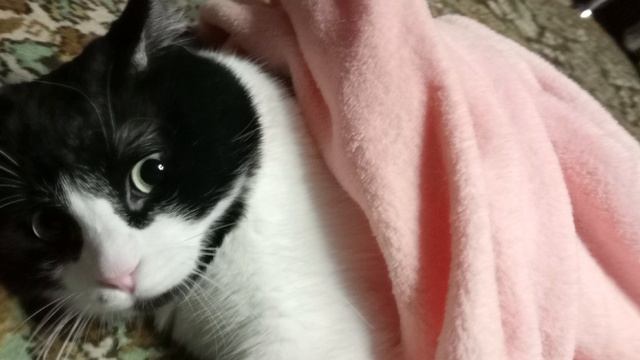 люциус 1 в 4к HD качестве смотреть бесплатно без смс и регистрации смотреть онлайн