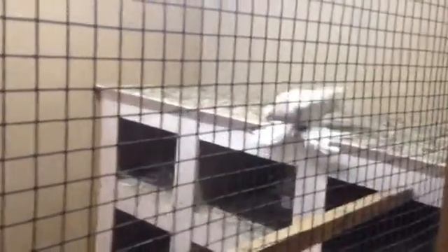 Голуби Принца