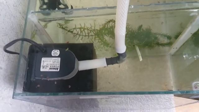 Аквариум СКАТКА - размножение живородки смотреть онлайн