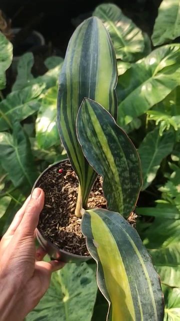 SANSEVIERIA MACROPHYLLA VARIEGATA #jualtanaman #monsteravariegata #sansevieria
