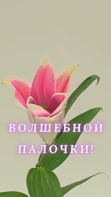 ДОБРОЕ УТРО! смотреть онлайн