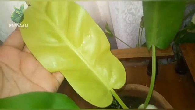 Philodendron Lemon Lime смотреть онлайн