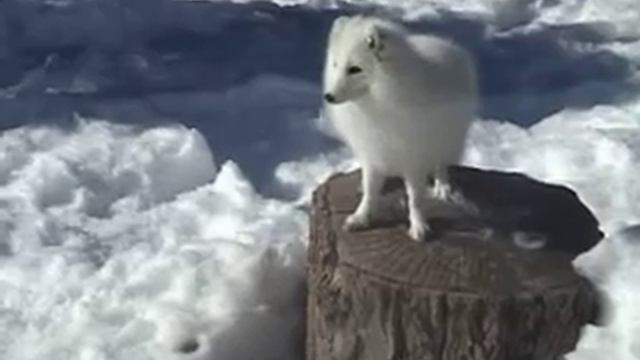 Arctic Fox смотреть онлайн
