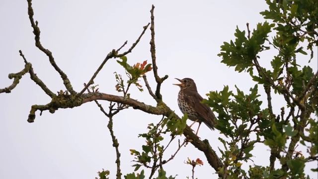 Певчий дрозд Turdus philomelos смотреть онлайн