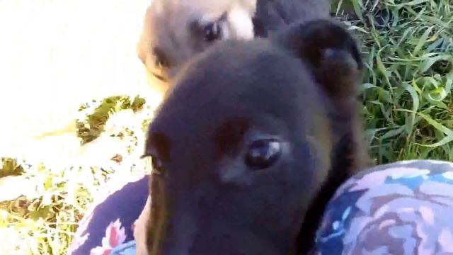 Солнечные щенки Одри, Айви, Жужа, Кубик, Джиа, Маска и Вуди. Радость. смотреть онлайн