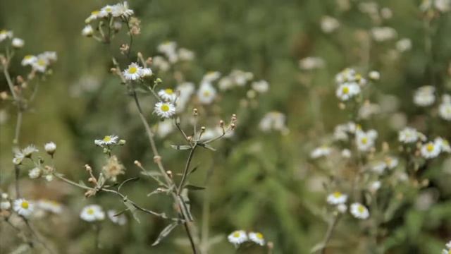 Touring Philly's pop-up garden смотреть онлайн