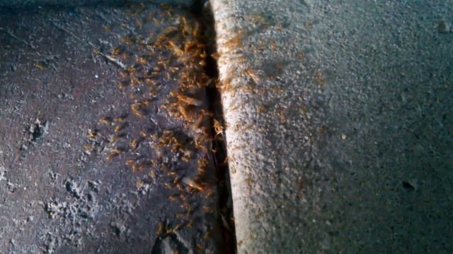 Wild Solenopsis molesta Preparing for Flights (4-28-15) смотреть онлайн
