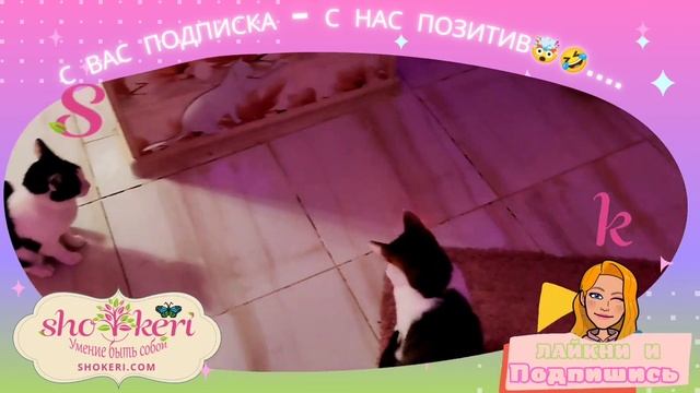 Вечерние игры кошек смотреть онлайн