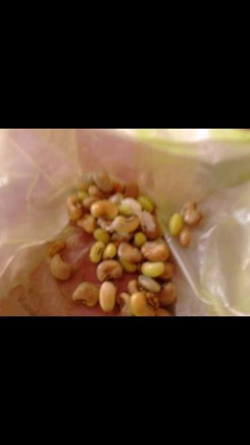 Science #parts Of Plant #germination Of Seed #class3, 4,5 #govt School