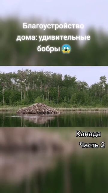 бобры #охота #вальдшнеп #бобры #бобриха #бобруйск #bird #родина #animal #глухарь #funny #мир смотреть онлайн
