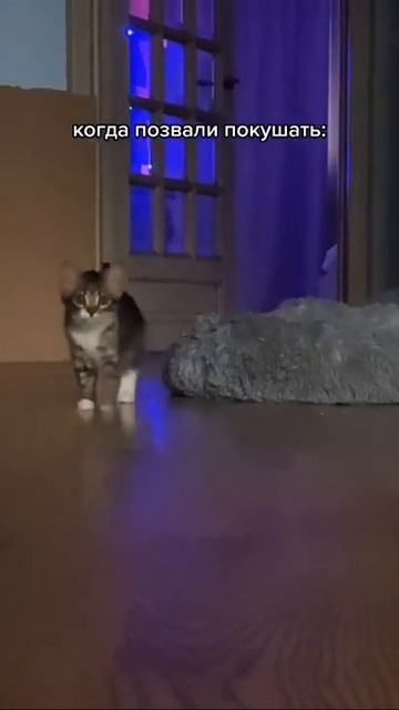 Кота позвали кушать смотреть онлайн