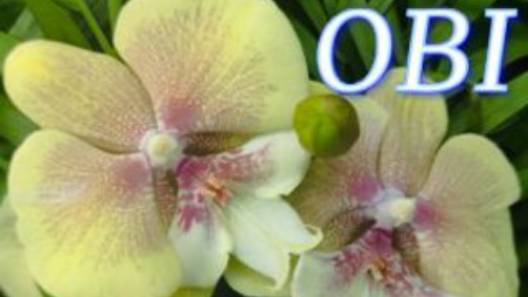 №1029/ МОРЕ свежих ОРХИДЕЙ в OBI смотреть онлайн