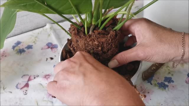 Антуриум Алексия Виолет (Alexia Violet), очередное омоложение и пересадка на фитиль смотреть онлайн