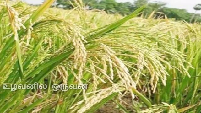 130 நாட்களில் 8,000 கிலோ மகசூல் தரும் கொத்தவரை-100 (GUAR-100) நெல் ரகம் பற்றிய தகவல்கள்... смотреть онлайн