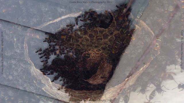 Yellow-banded Polybia Wasp Nest Construction Day 4 смотреть онлайн