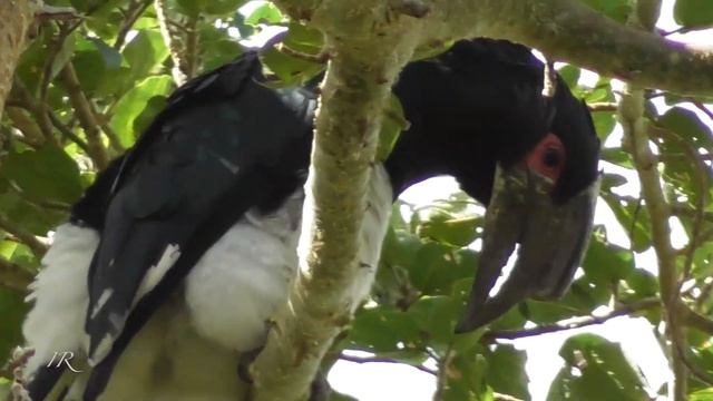 Trumpeter Hornbill (Bycanistes bucinator) смотреть онлайн