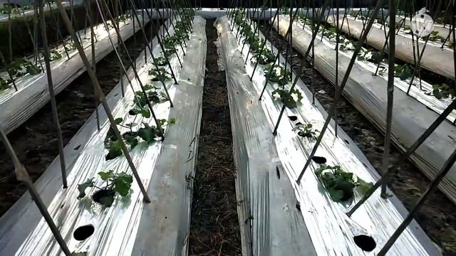 cara mudah mempercepat pertumbuhan tanaman melon смотреть онлайн