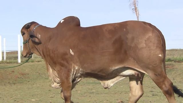 Lote 12 HYLE FIV DO RIO NEGRO PDJG 131 смотреть онлайн