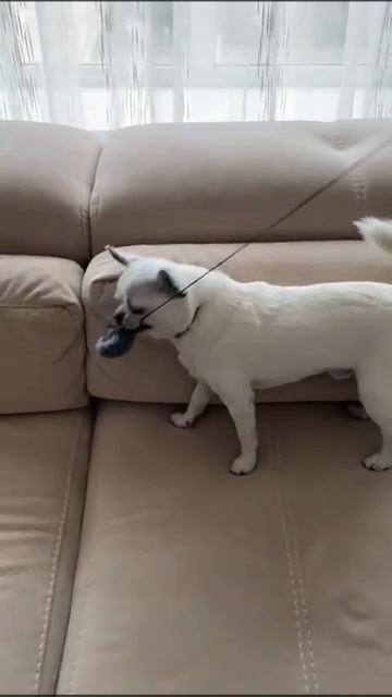 2 года 💥 Арарат Елисеевич из Санкт-Петербурга выпускник питомника чихуахуа Кастропуло Крым