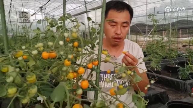 Tumbling Tom Yellow Tomato Review