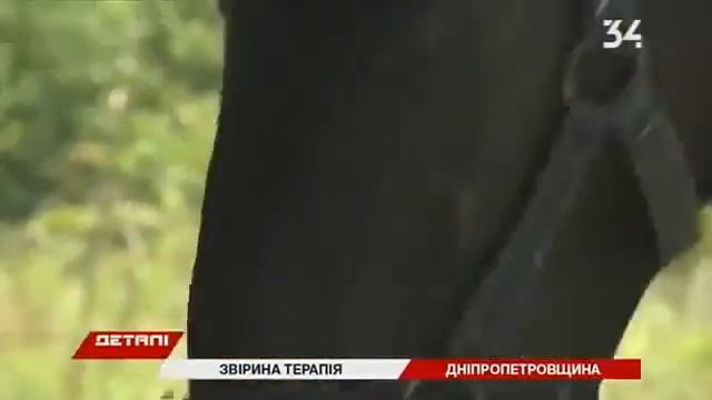 Пегас анималтерапия смотреть онлайн