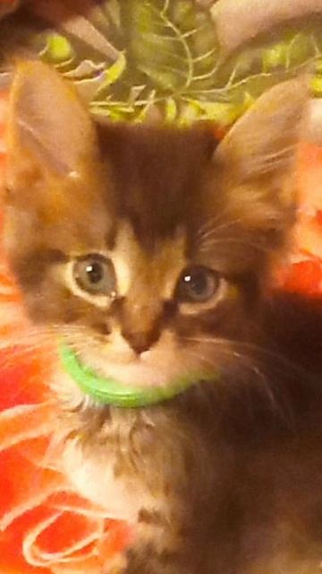 мой котёнок Лаки когда был маленький и когда взрослый👍👍🔥🔥🔥🔥❤️❤️❤️ смотреть онлайн