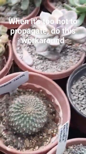 When it's too hot to propagate, do this workaround смотреть онлайн