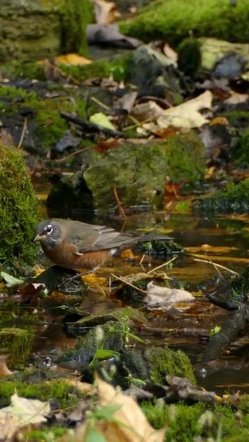 10 of the Most Common Birds in North America! #Shorts смотреть онлайн