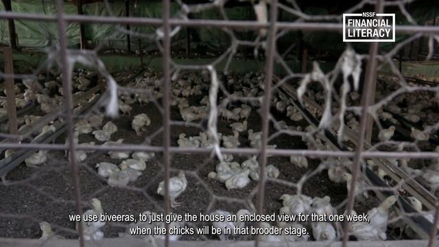 NSSF Action Cohort - Poultry Farming Episode 2 - Early Stages смотреть онлайн