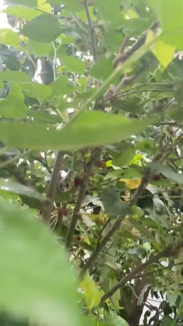 Mulberry plant 🌱 #trending #youtubeshorts #ytshorts #plants #fruit #harvest смотреть онлайн