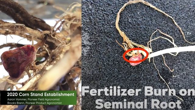 Corn Stand Evaluation: Uneven Emergence смотреть онлайн