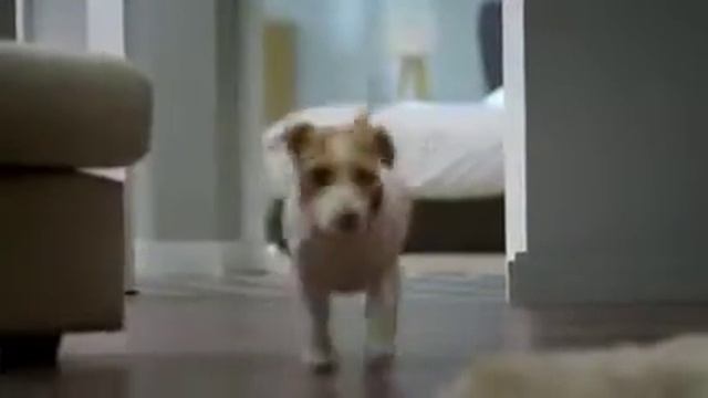 Умная собака смотреть онлайн