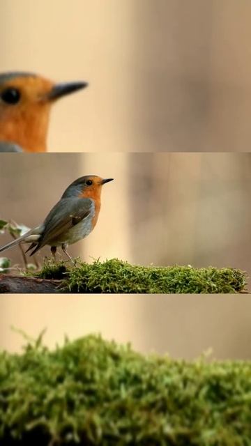 find this amazing video #shorts смотреть онлайн