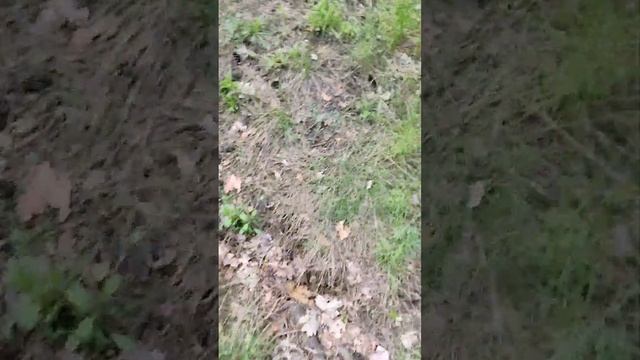 ООО НЕТ!! На нас напал страшный медведь из zoonomaly😰😰😰🤯🤯😲🥶 смотреть онлайн
