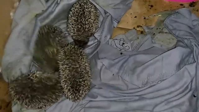 Фонд 